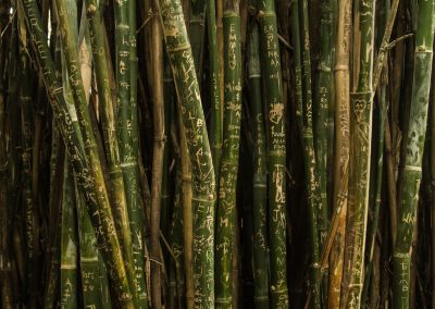 bamboo_sticks_china